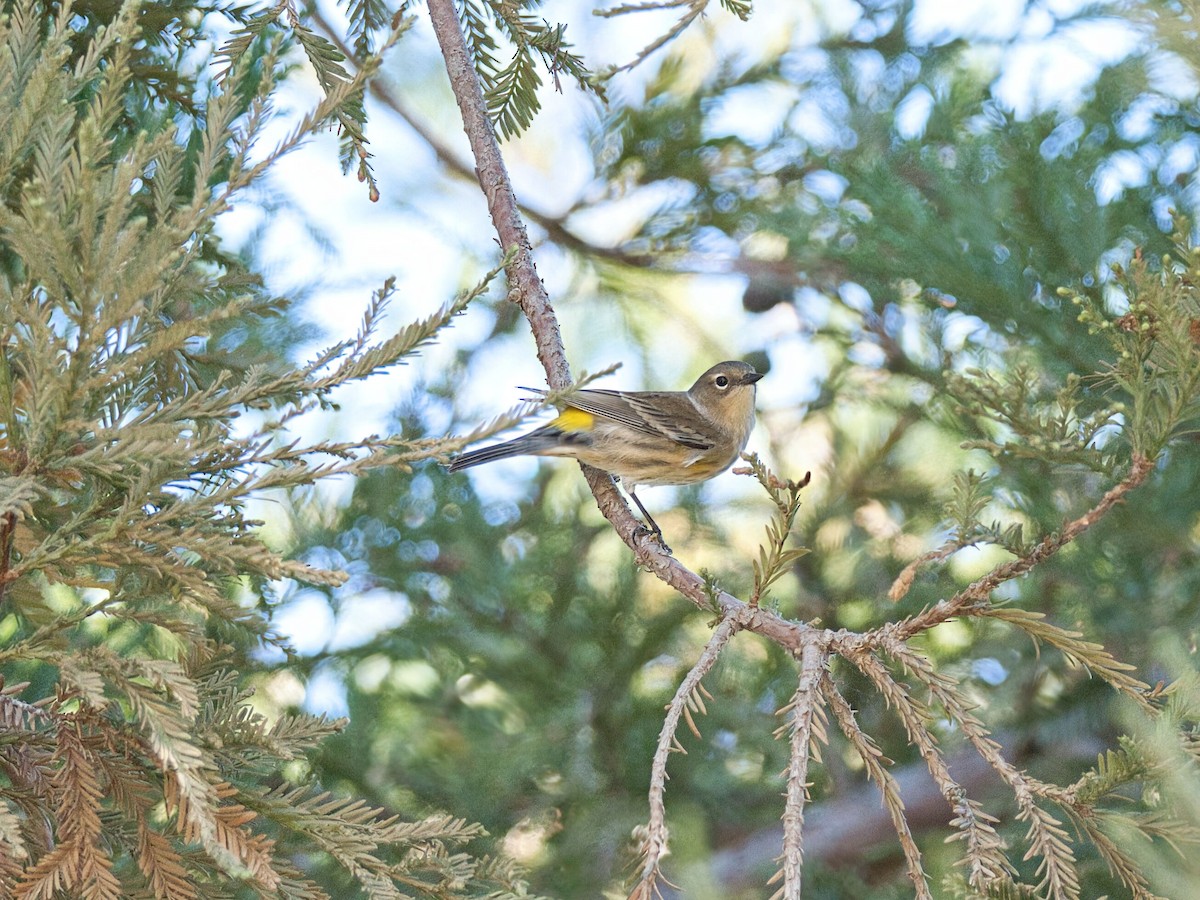 Yellow-rumped Warbler (Audubon's) - ML642074119