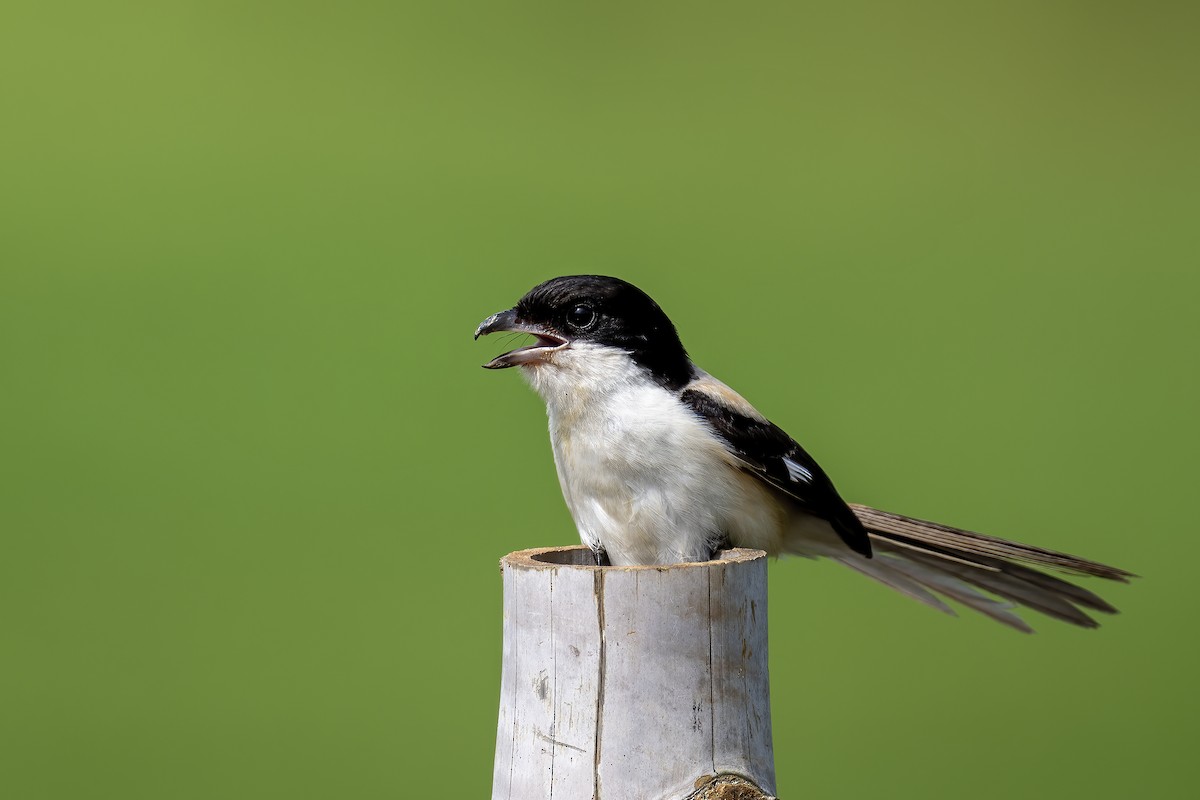 Long-tailed Shrike - ML642074123