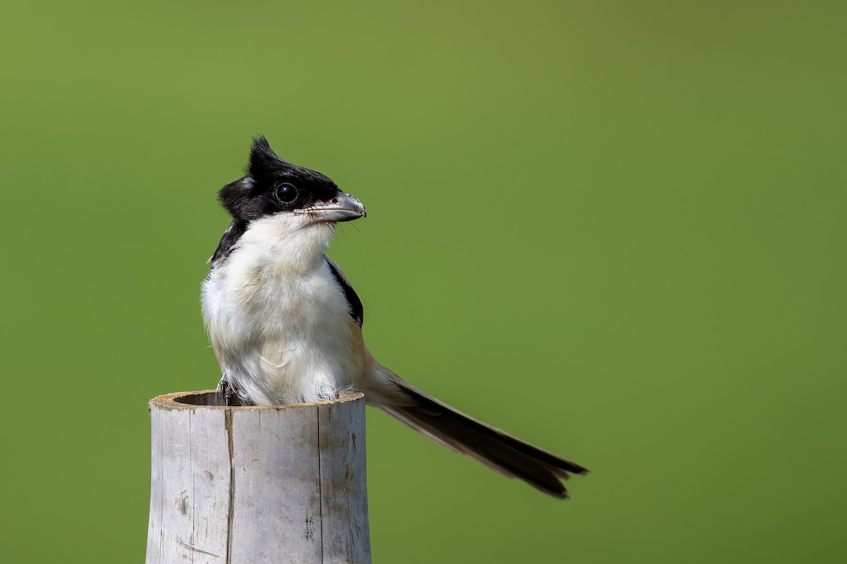 Long-tailed Shrike - ML642074124