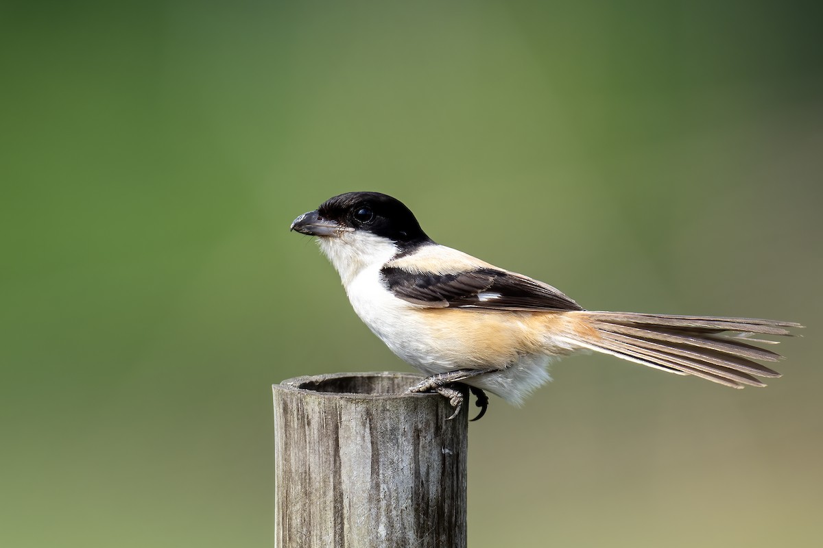 Long-tailed Shrike - ML642074126