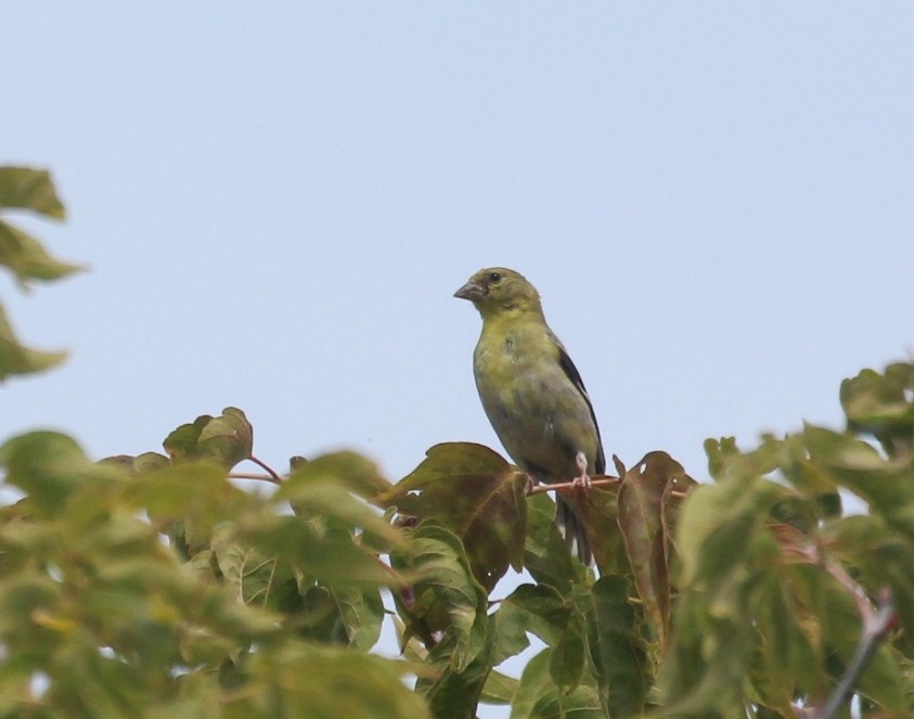 Jilguero Yanqui - ML642074127