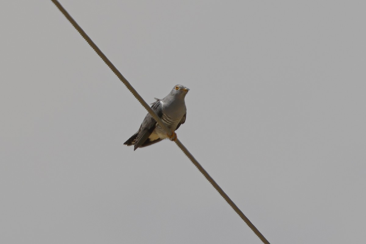 Common Cuckoo - ML642074133
