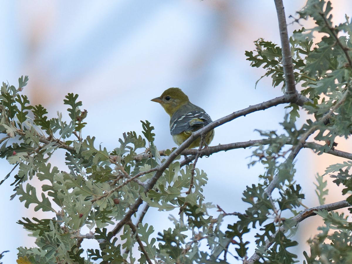Western Tanager - ML642074137