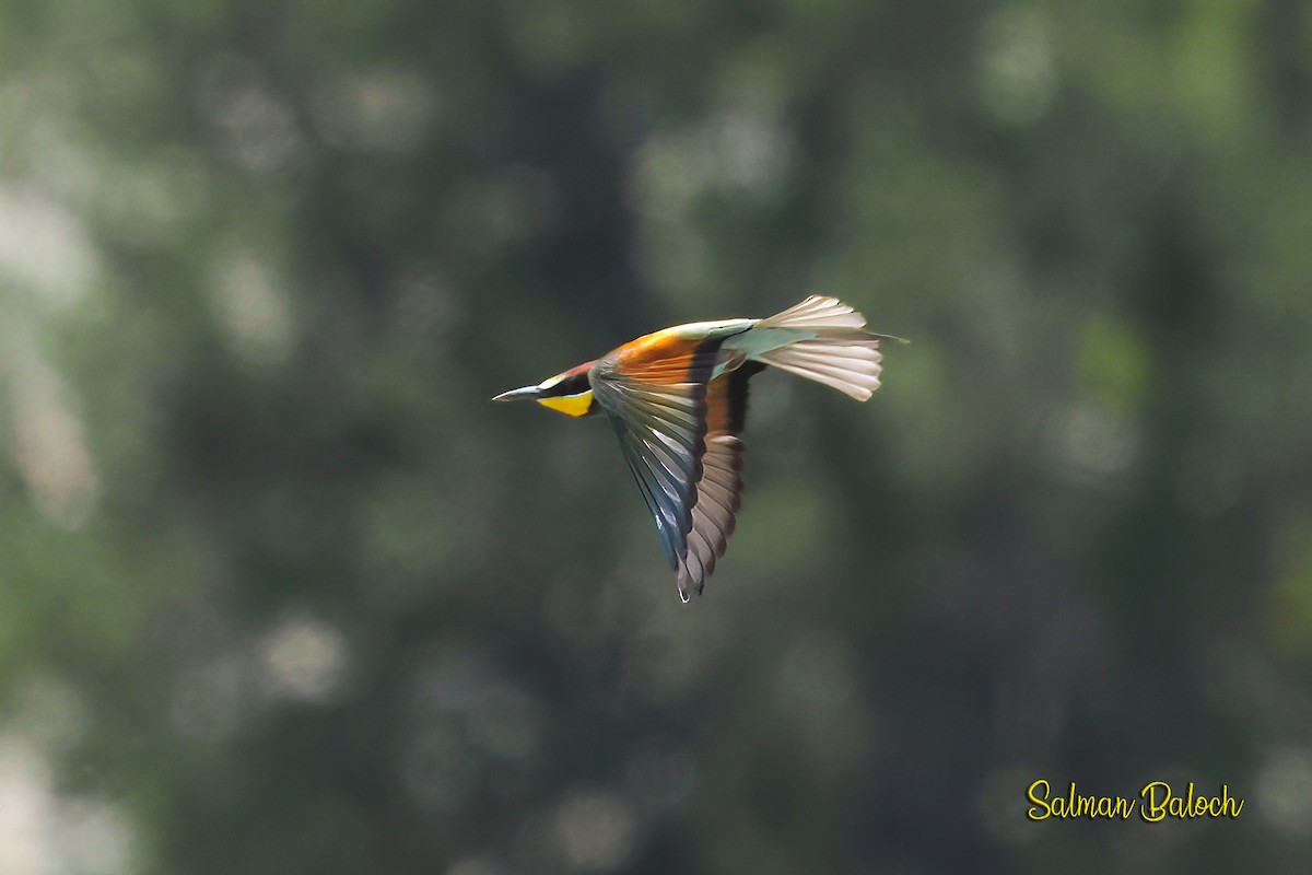 European Bee-eater - ML642074146