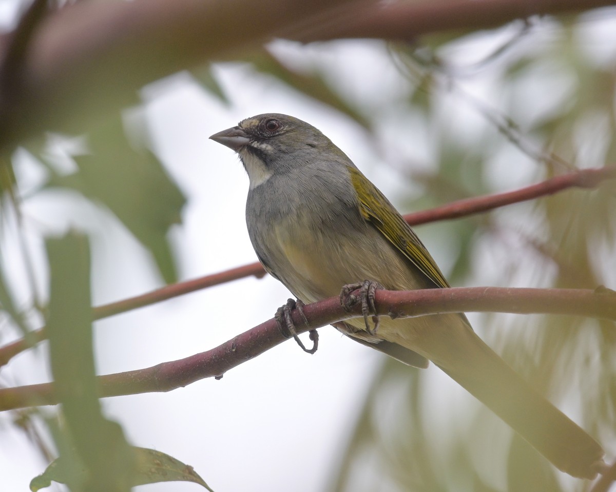 Green-tailed Towhee - ML642074147