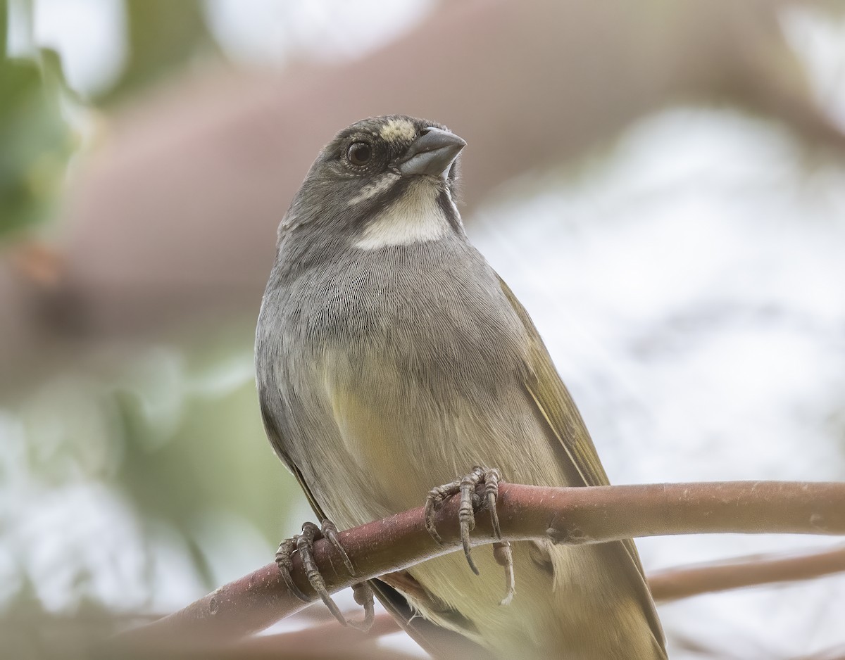 Green-tailed Towhee - ML642074148