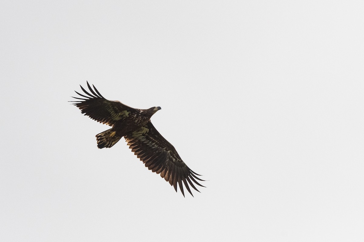 White-tailed Eagle - ML642074154