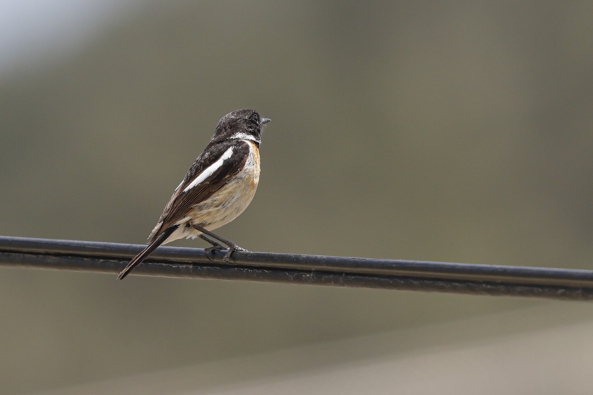 Siberian Stonechat - ML642074155
