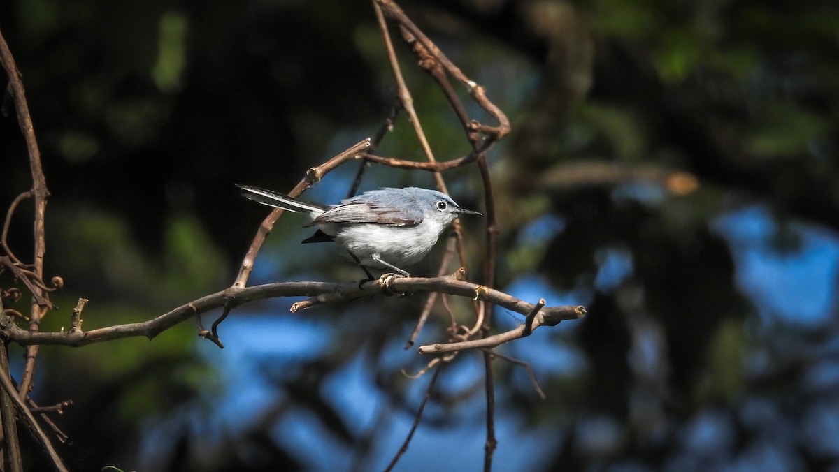 Blue-gray Gnatcatcher - ML642074156