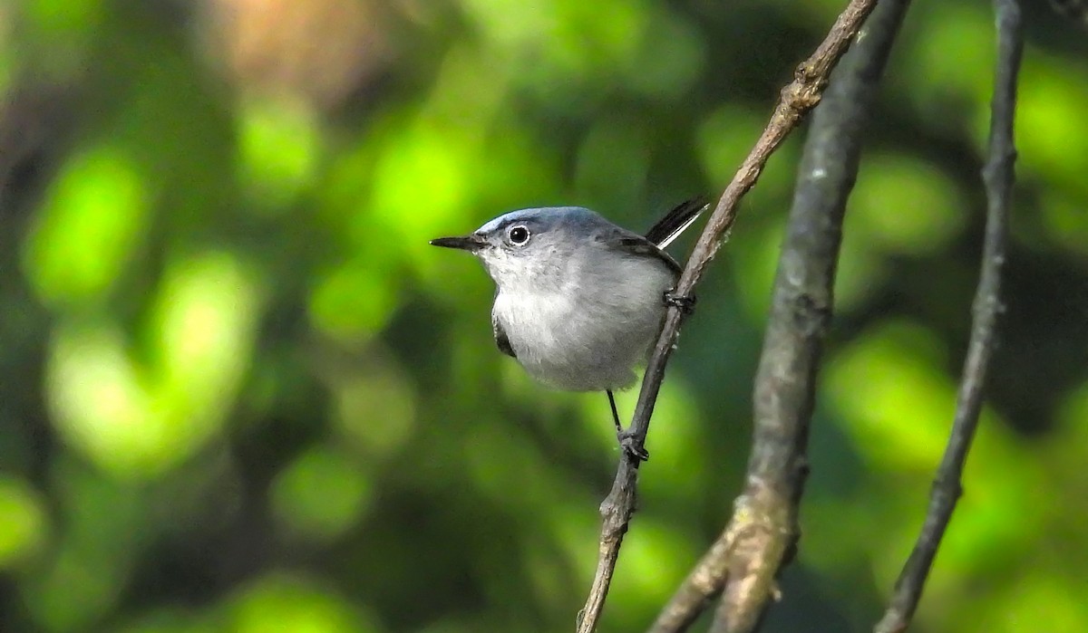 Blue-gray Gnatcatcher - ML642074157