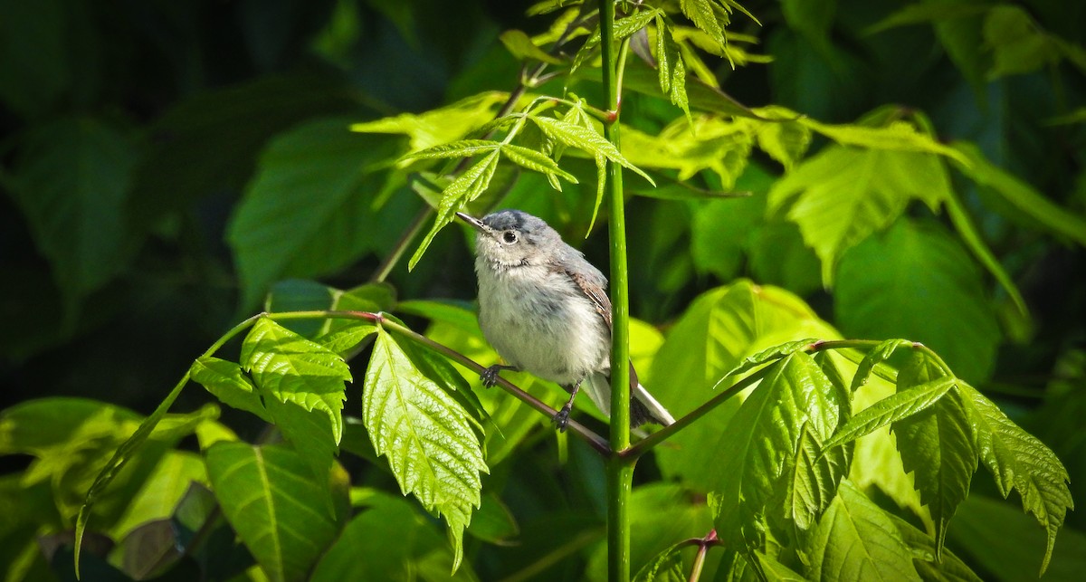 Blue-gray Gnatcatcher - ML642074158