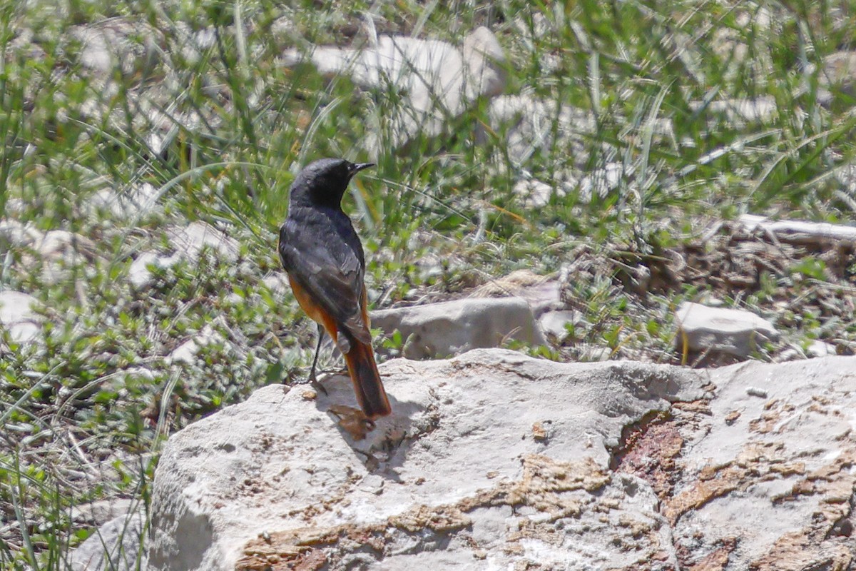 Black Redstart - ML642074164