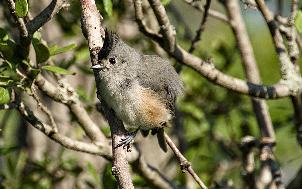 Black-crested Titmouse - ML642074170