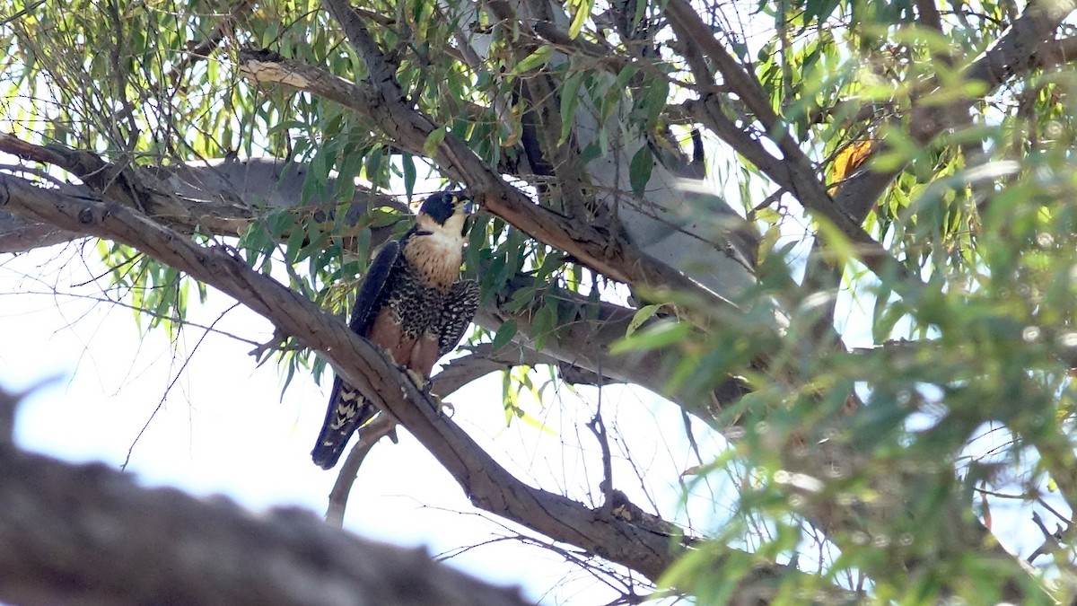 Orange-breasted Falcon - ML642074187