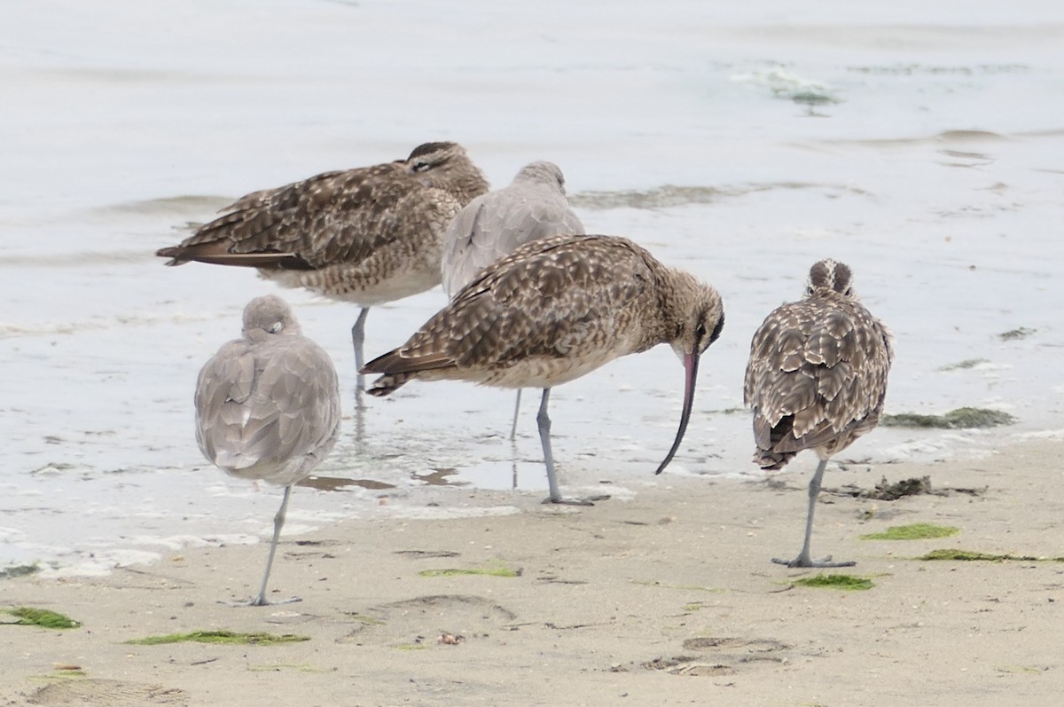 Whimbrel - ML642074189