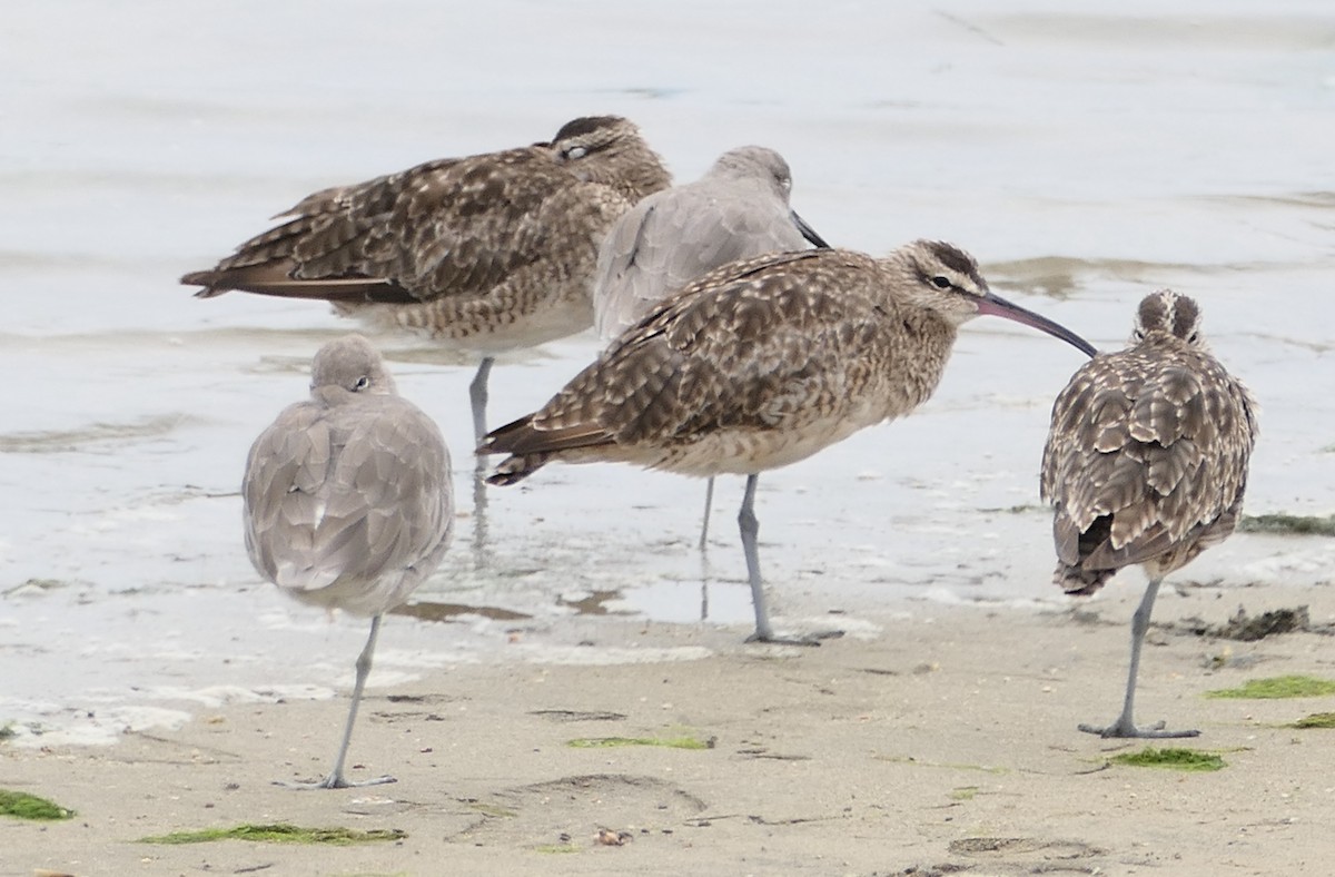 Whimbrel - ML642074192