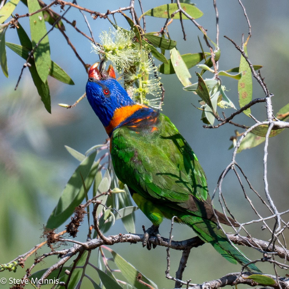 Red-collared Lorikeet - ML642074196