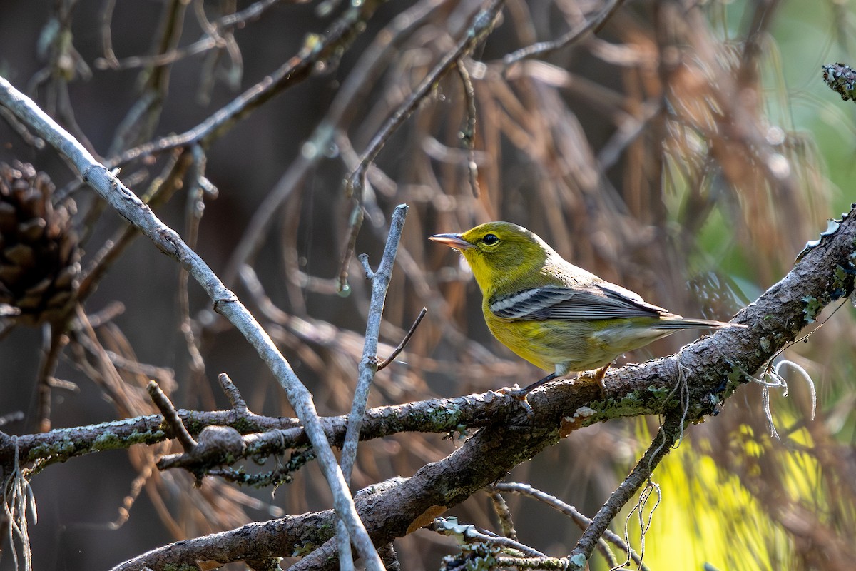 Pine Warbler - ML642074197