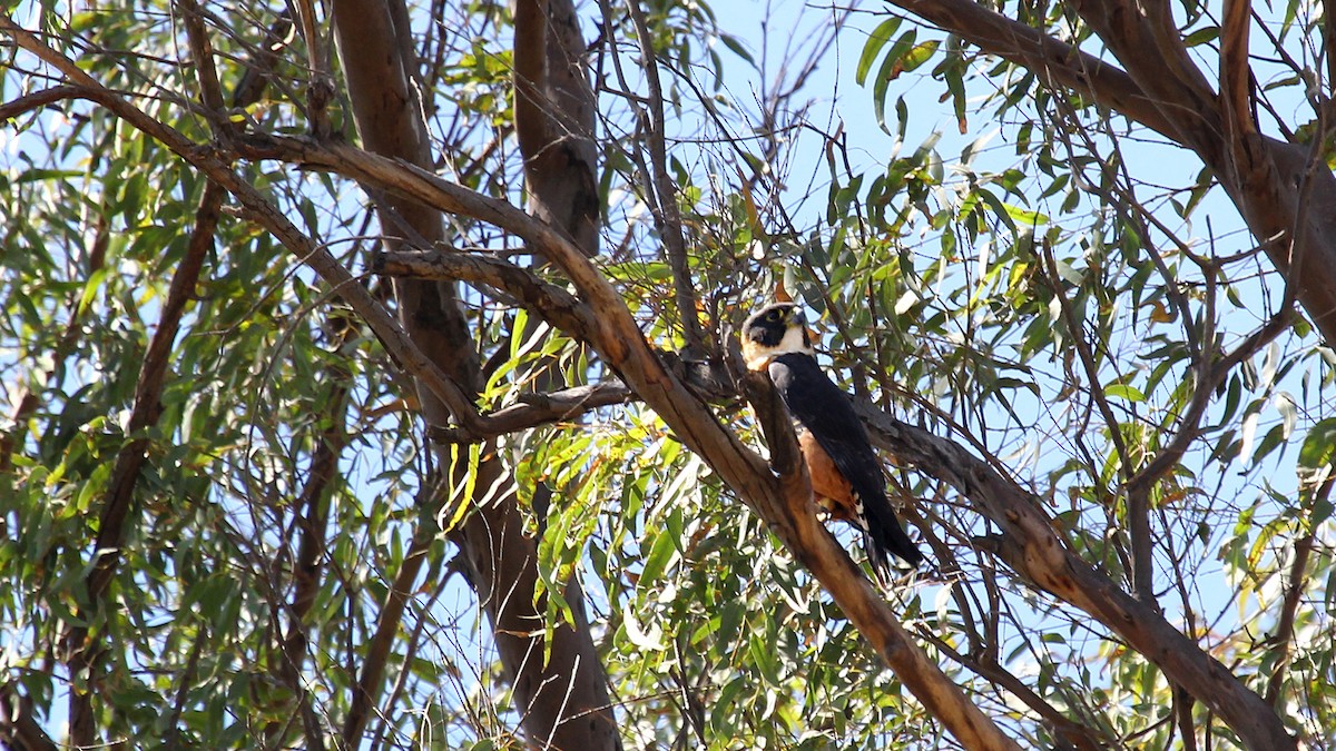 Orange-breasted Falcon - ML642074198