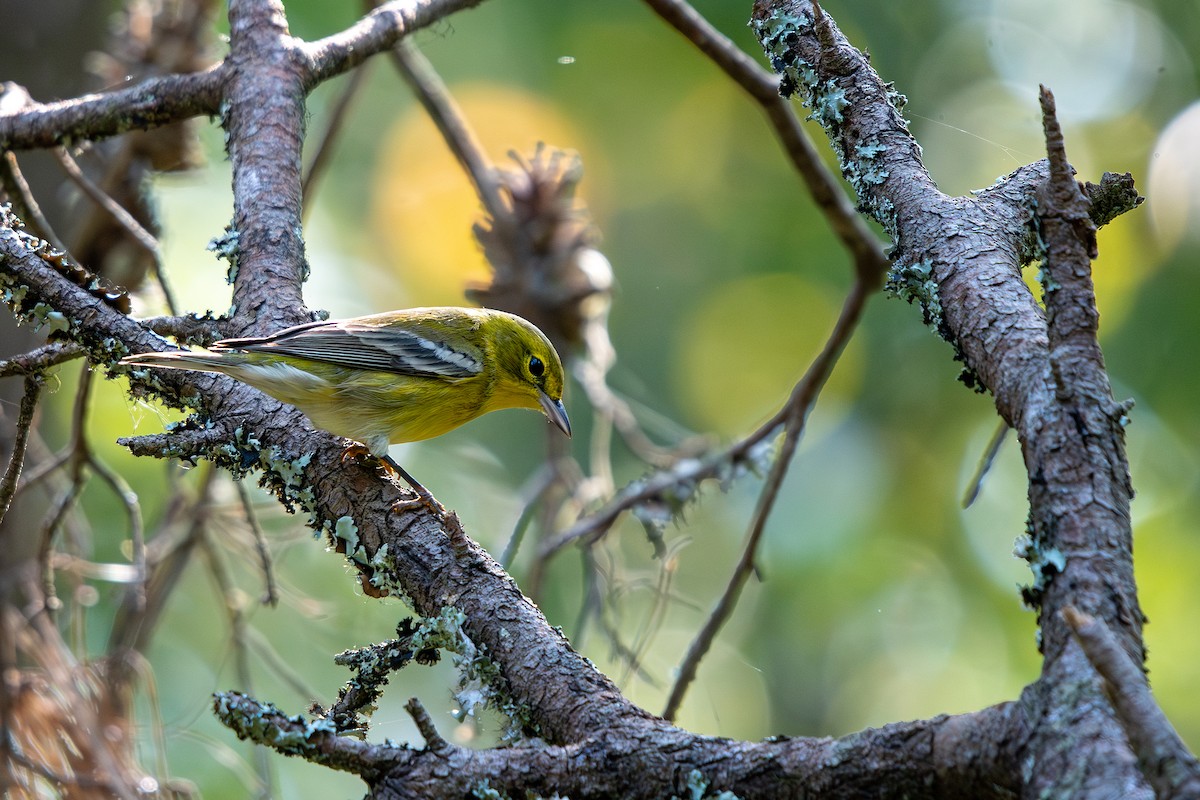 Pine Warbler - ML642074205