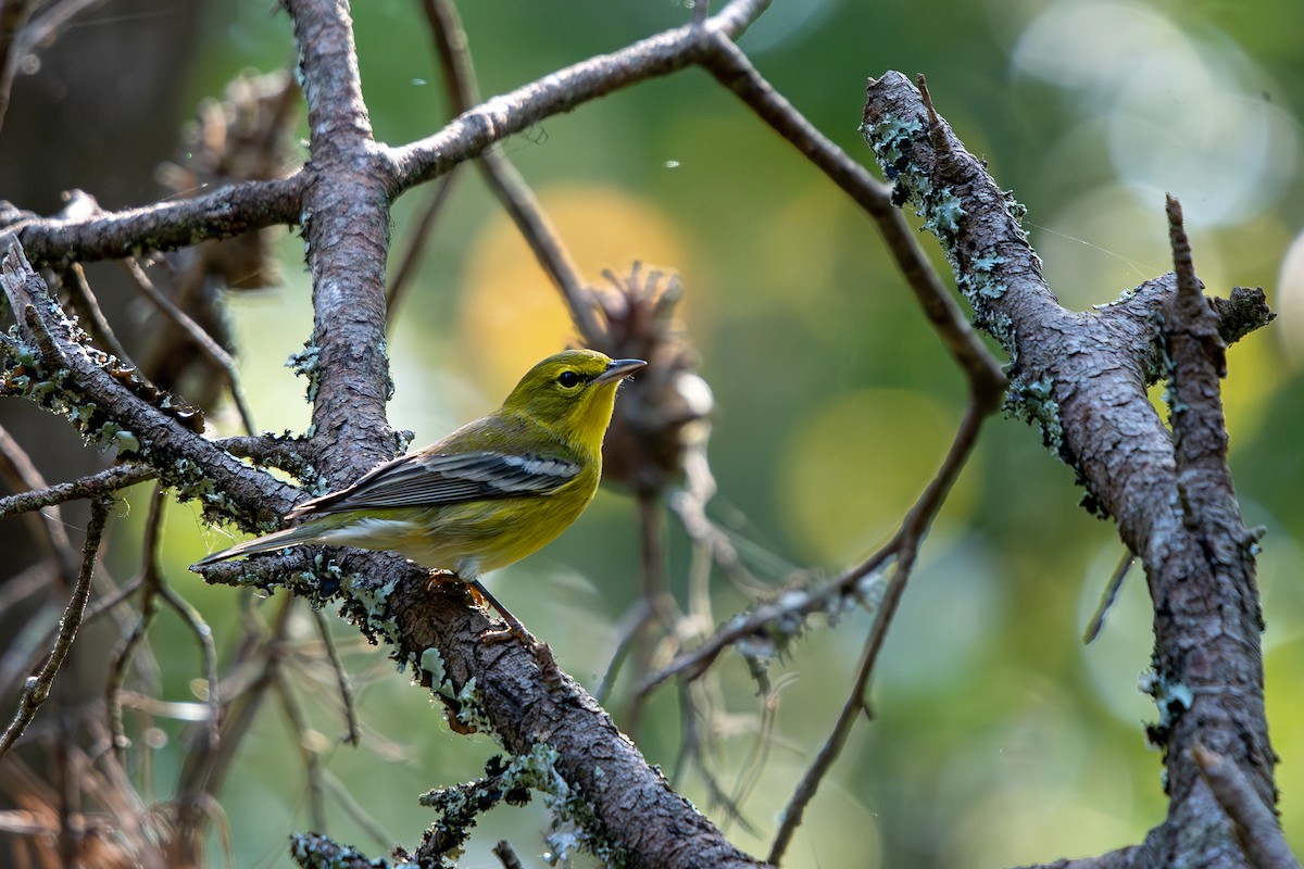 Pine Warbler - ML642074206