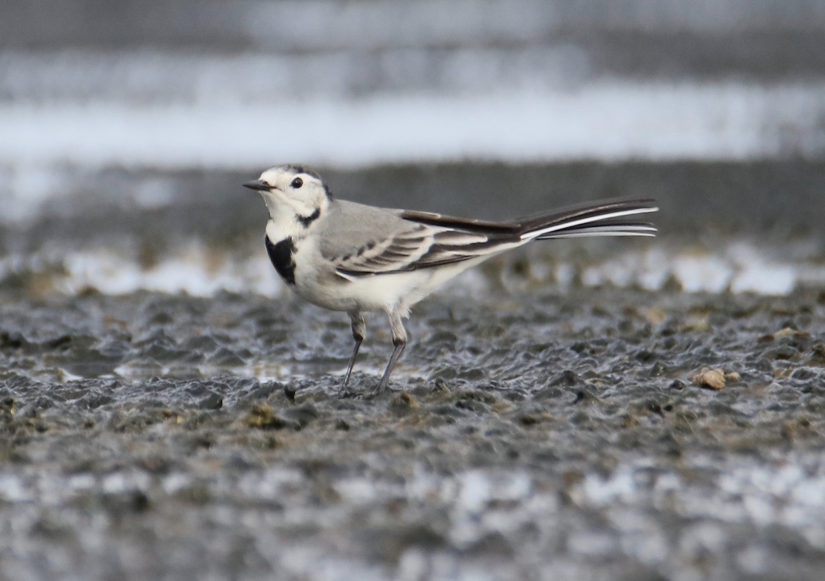 White Wagtail - ML642074207
