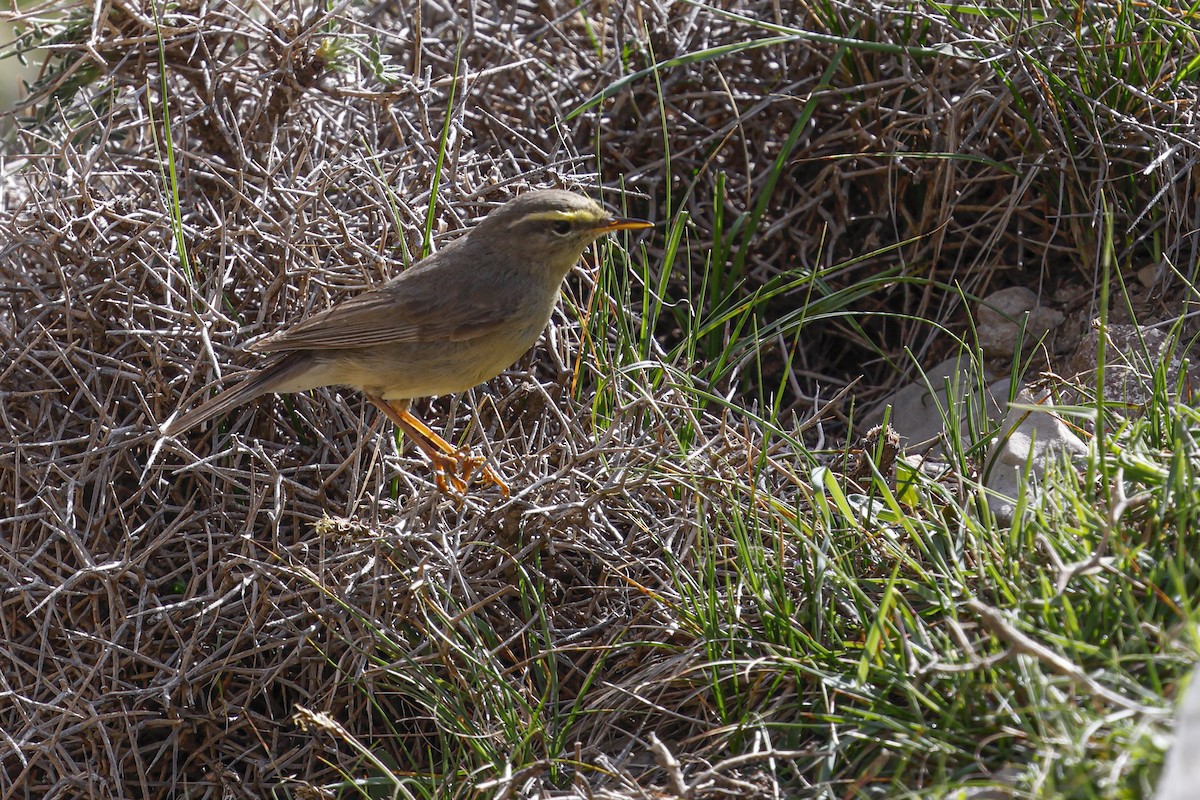 Sulphur-bellied Warbler - ML642074235