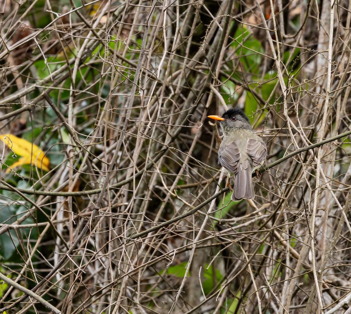 Malagasy Bulbul - ML642074264