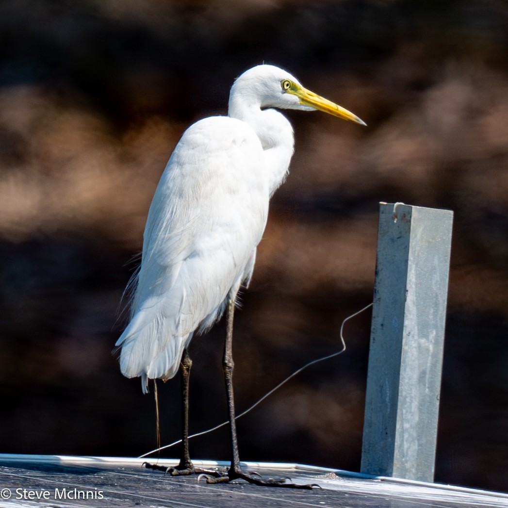 Plumed Egret - ML642074266