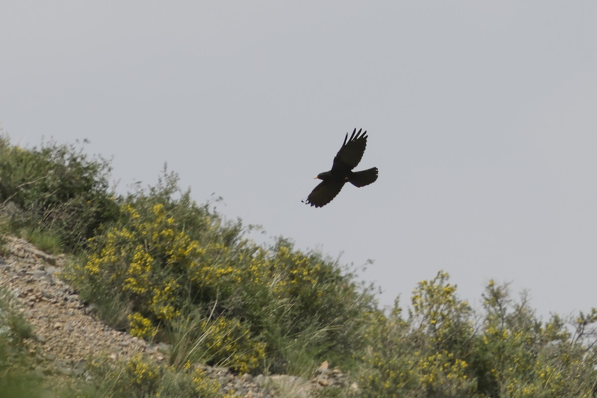 Yellow-billed Chough - ML642074267
