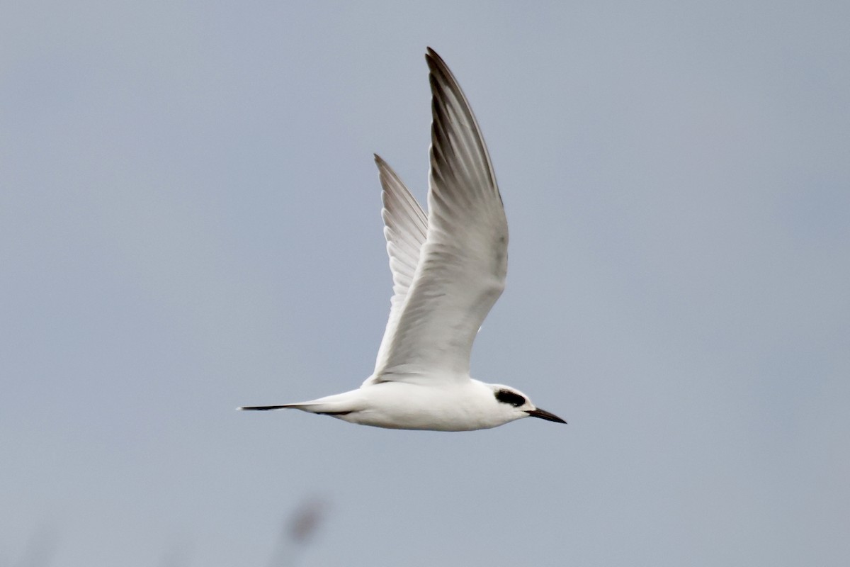 Forster's Tern - ML642074277