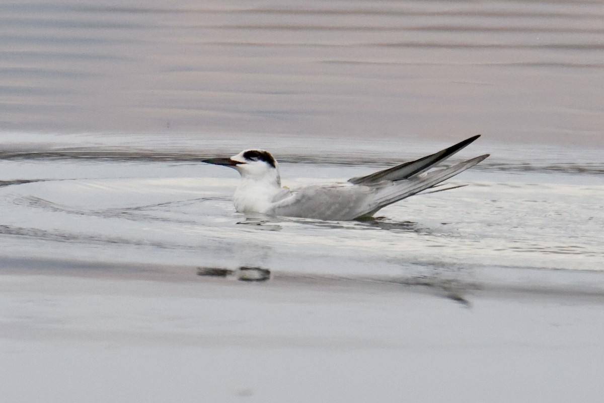 Forster's Tern - ML642074278