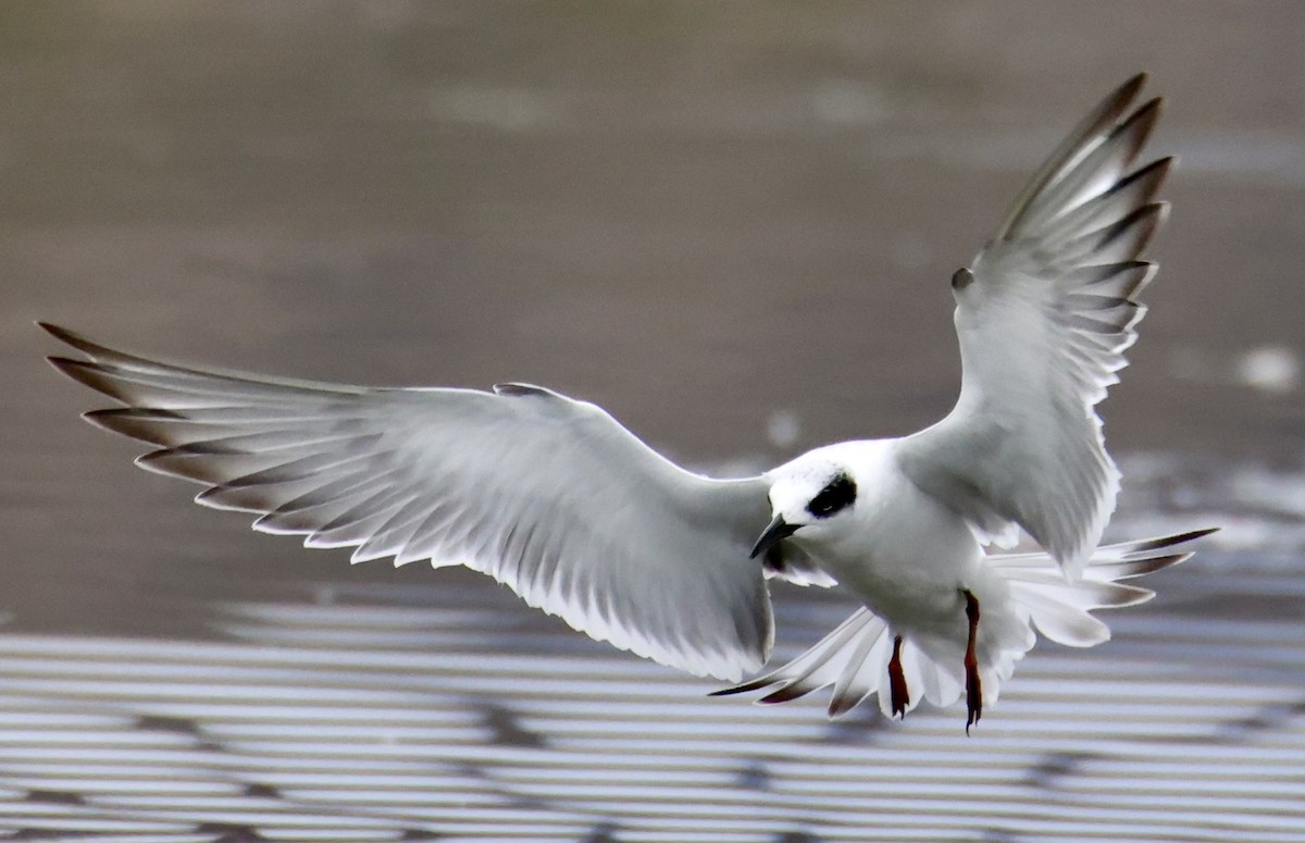 Forster's Tern - ML642074279
