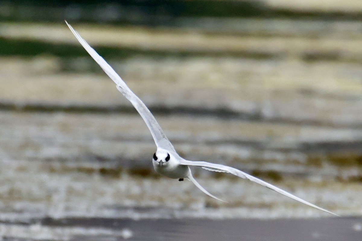 Forster's Tern - ML642074280
