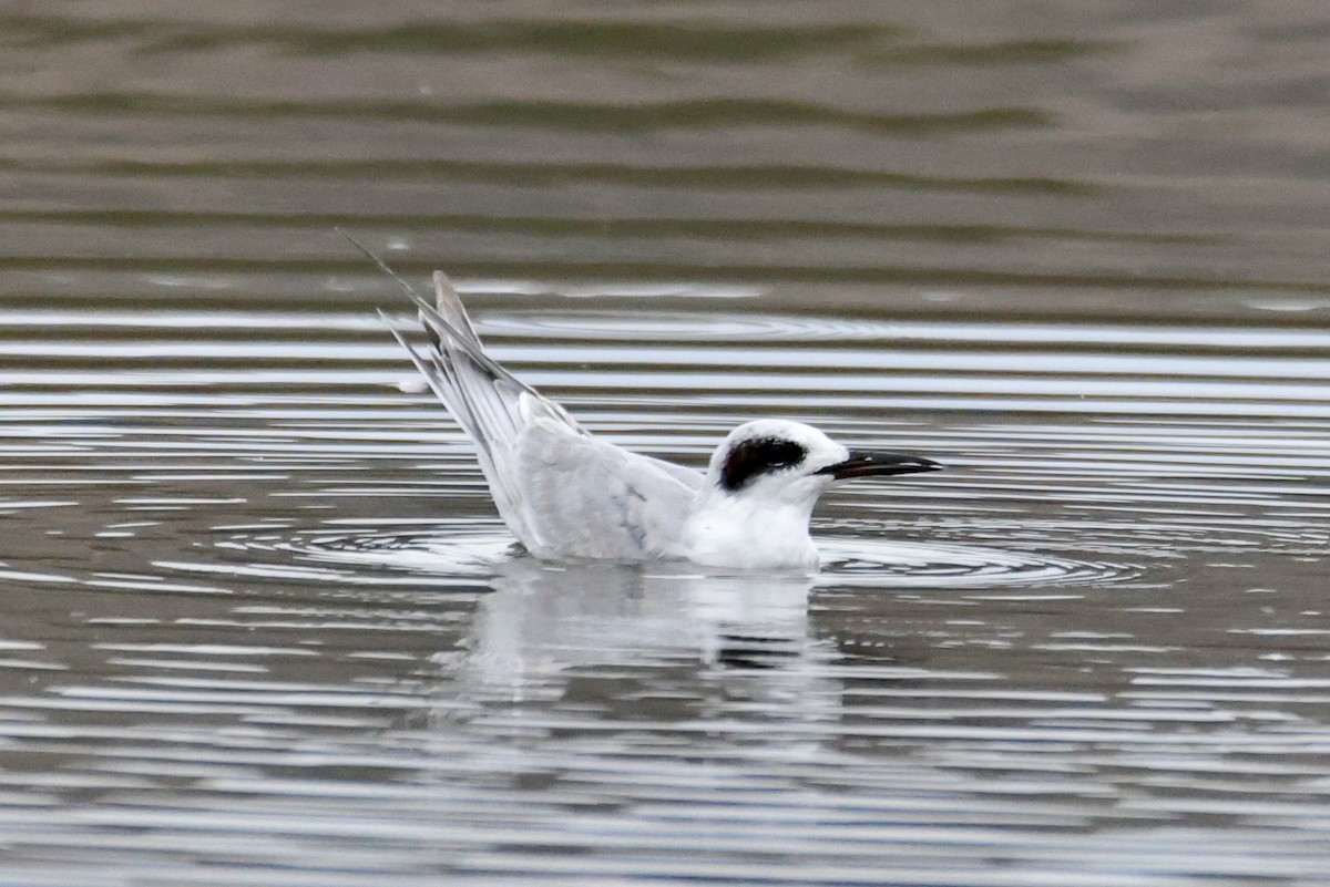 Forster's Tern - ML642074281