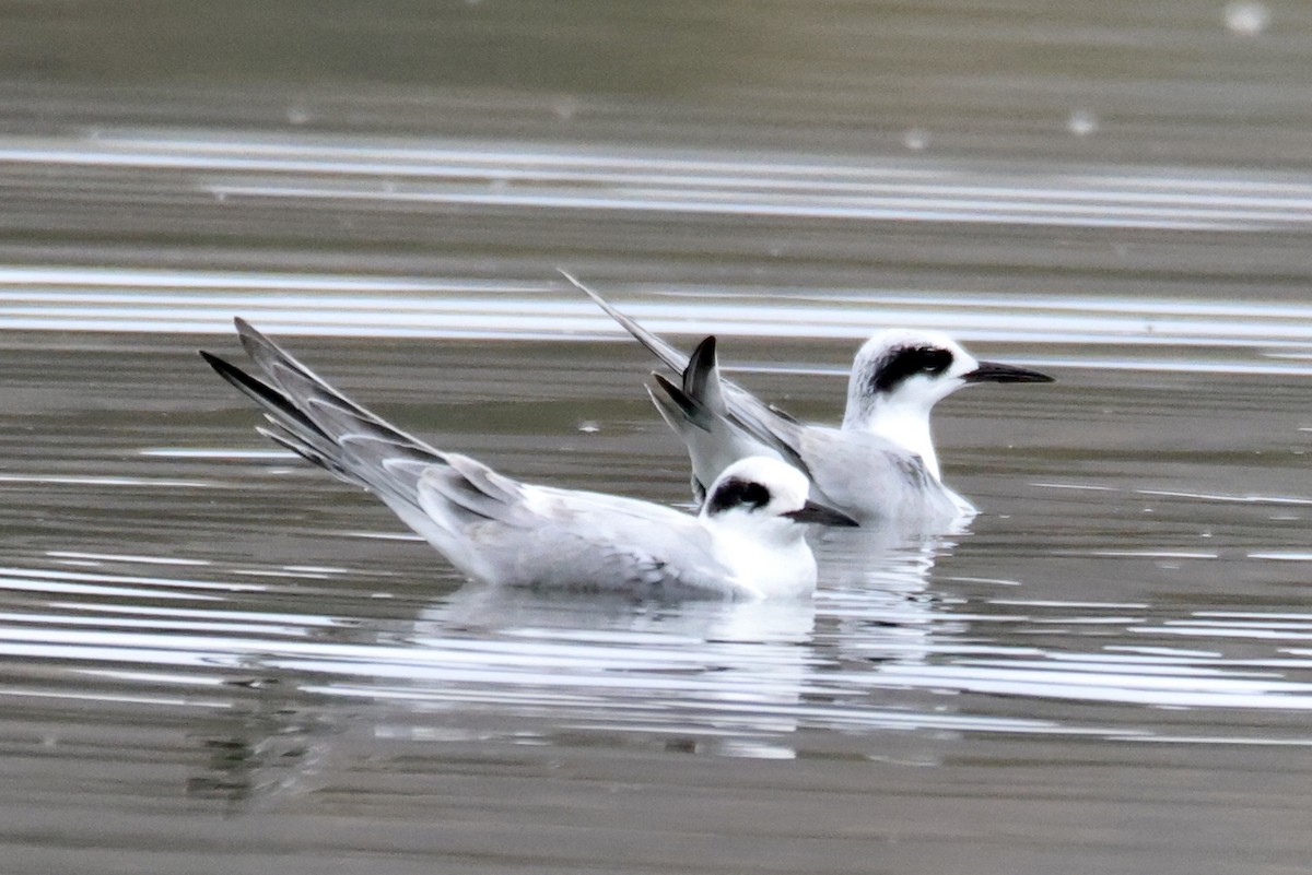 Forster's Tern - ML642074282