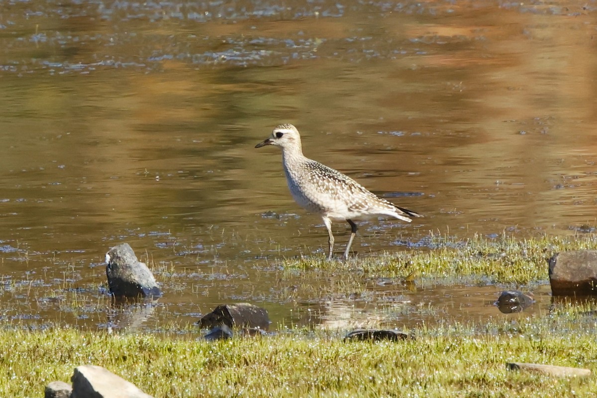 American Golden-Plover - ML642074287