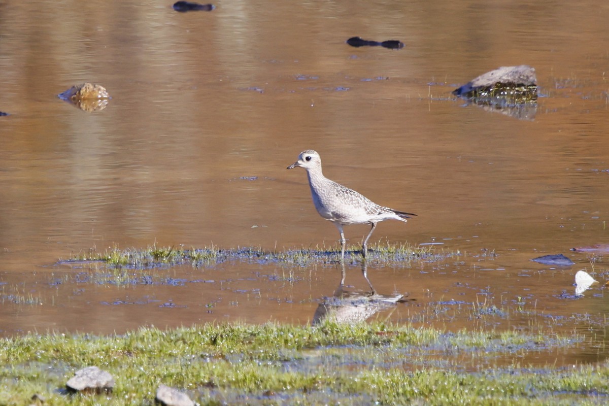 American Golden-Plover - ML642074288