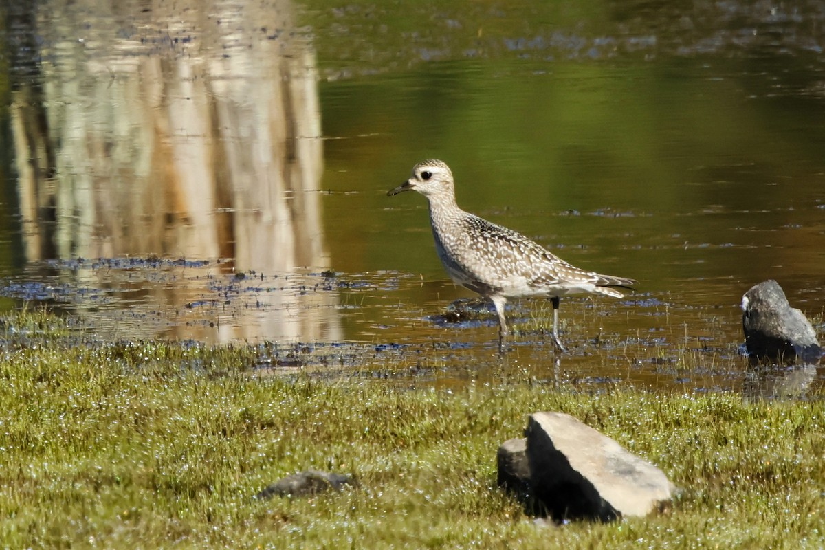 American Golden-Plover - ML642074290