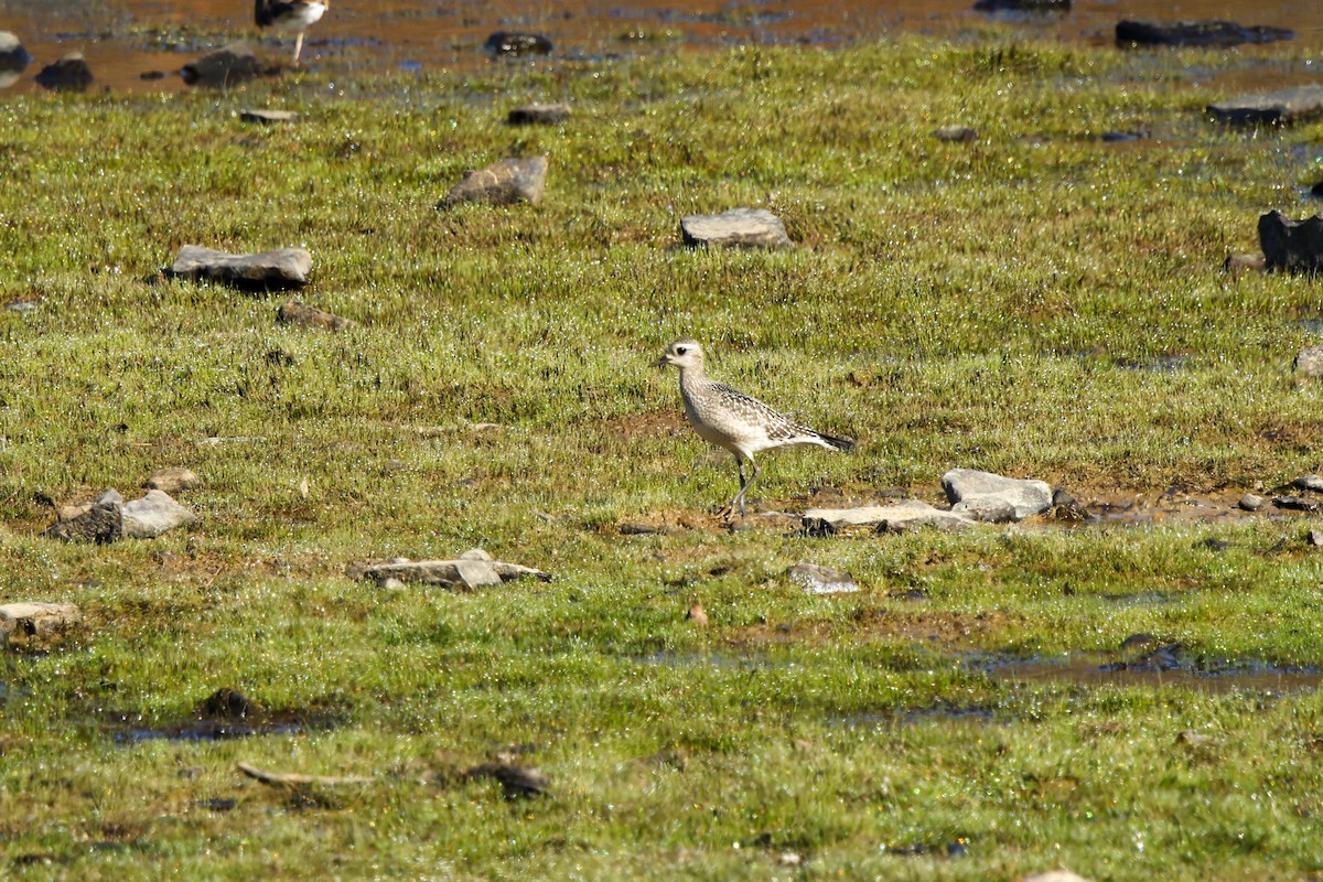American Golden-Plover - ML642074292