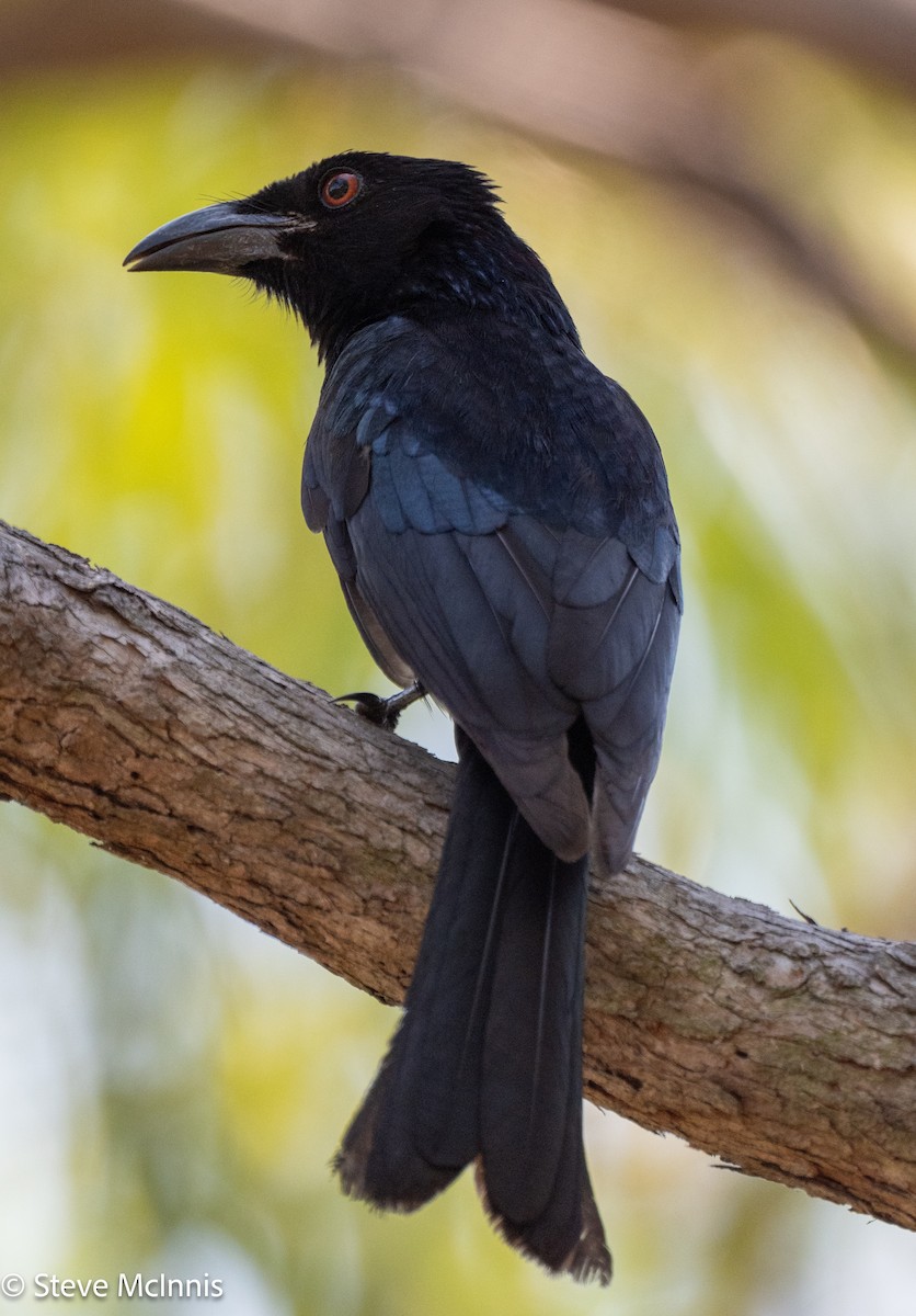 Spangled Drongo - ML642074296