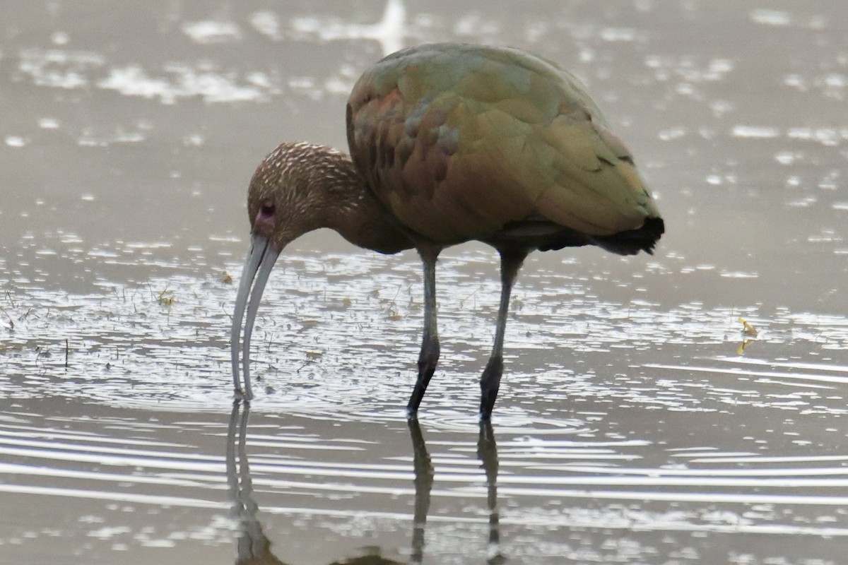 White-faced Ibis - ML642074305
