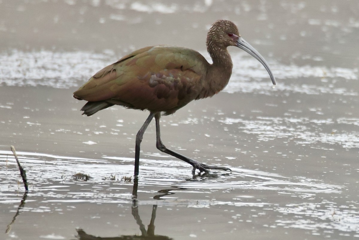 White-faced Ibis - ML642074306