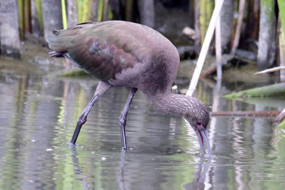 White-faced Ibis - ML642074307