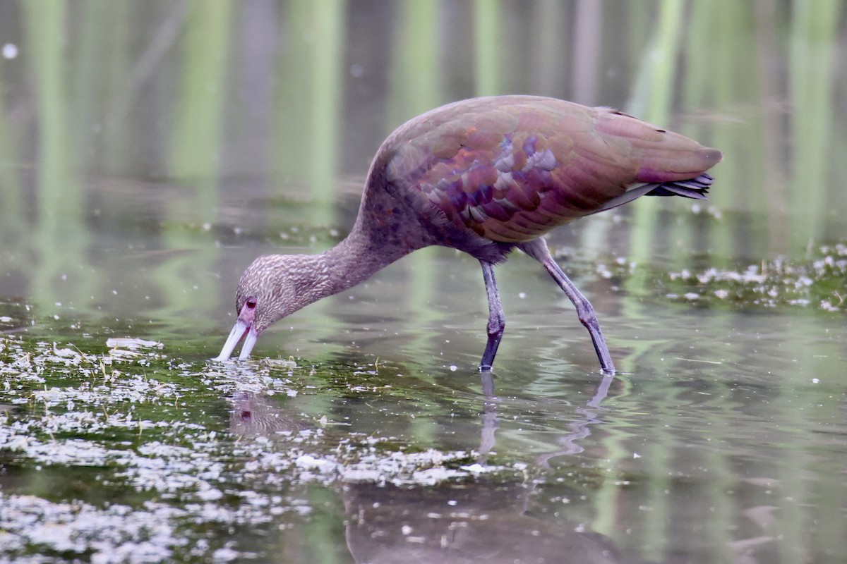 White-faced Ibis - ML642074309