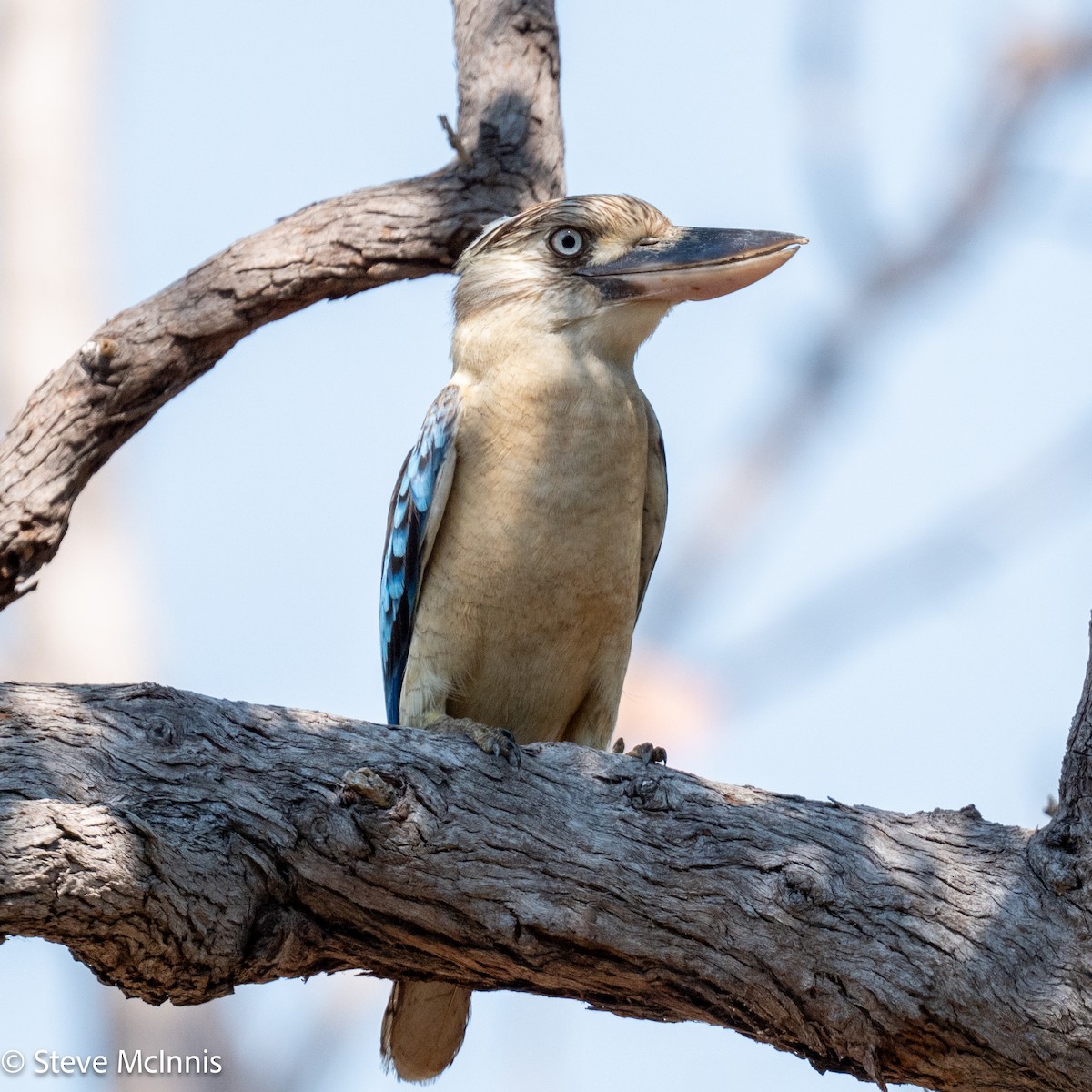 Blue-winged Kookaburra - ML642074311