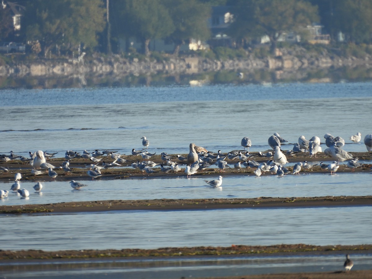 Bonaparte's Gull - ML642074314
