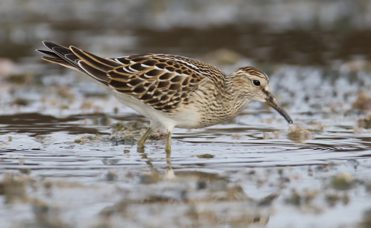 Pectoral Sandpiper - ML642074321