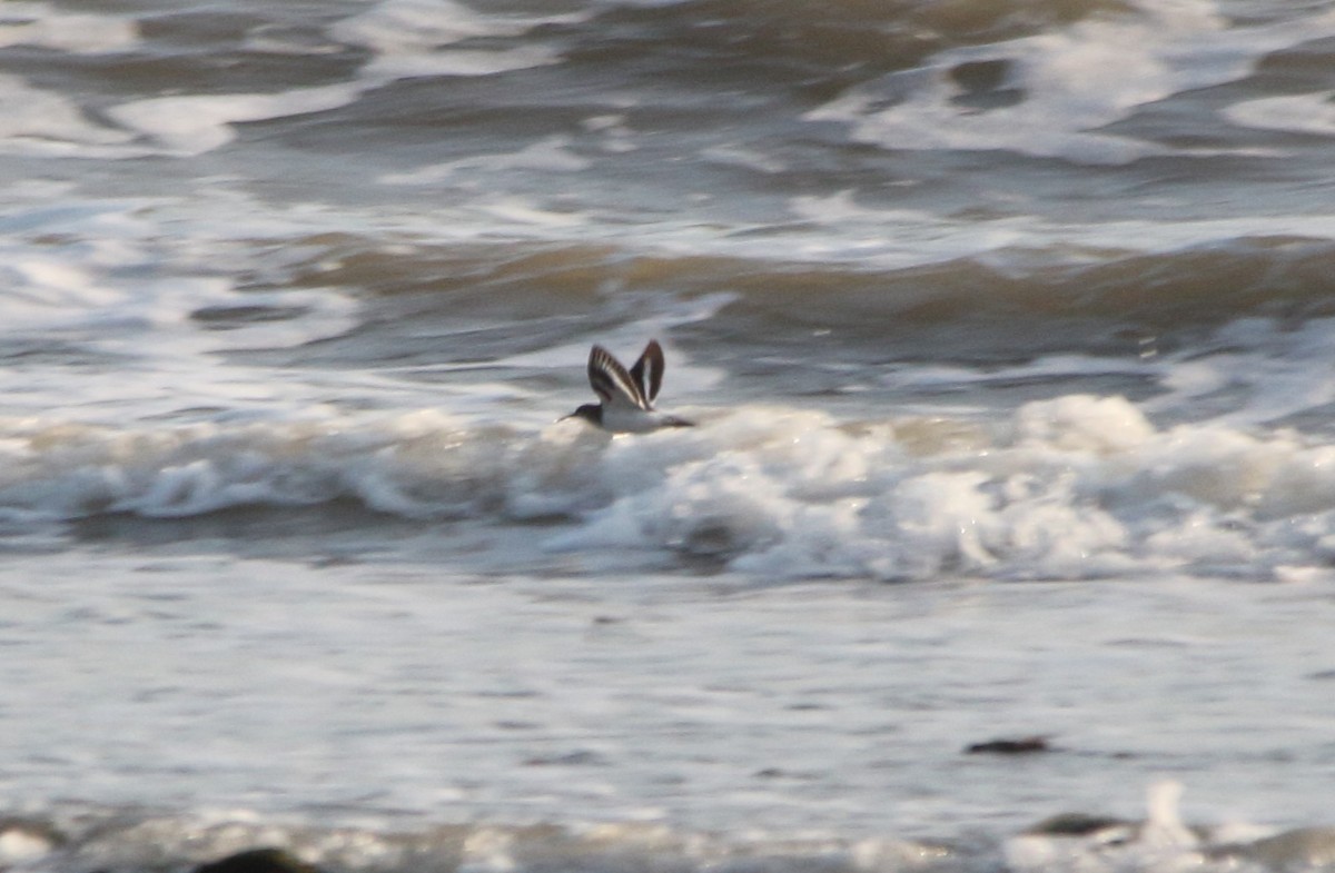 Common Sandpiper - ML642074330
