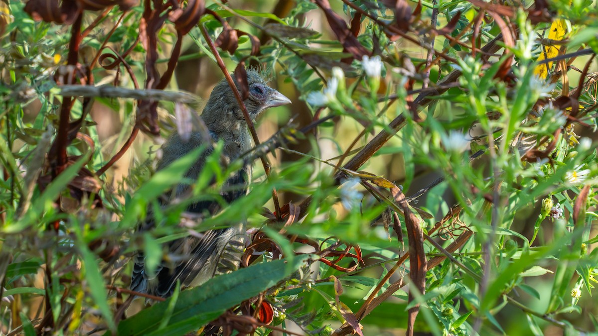 gulstillits - ML642074332